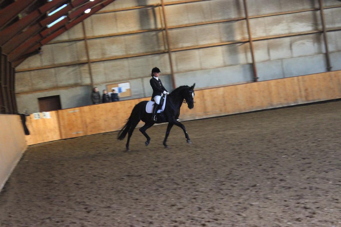 Dansk Varmblod jesti's Wanila - Stævne SSRK billede 15