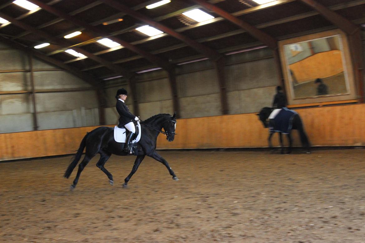 Dansk Varmblod jesti's Wanila - Wanila er god til øgningerXD billede 16