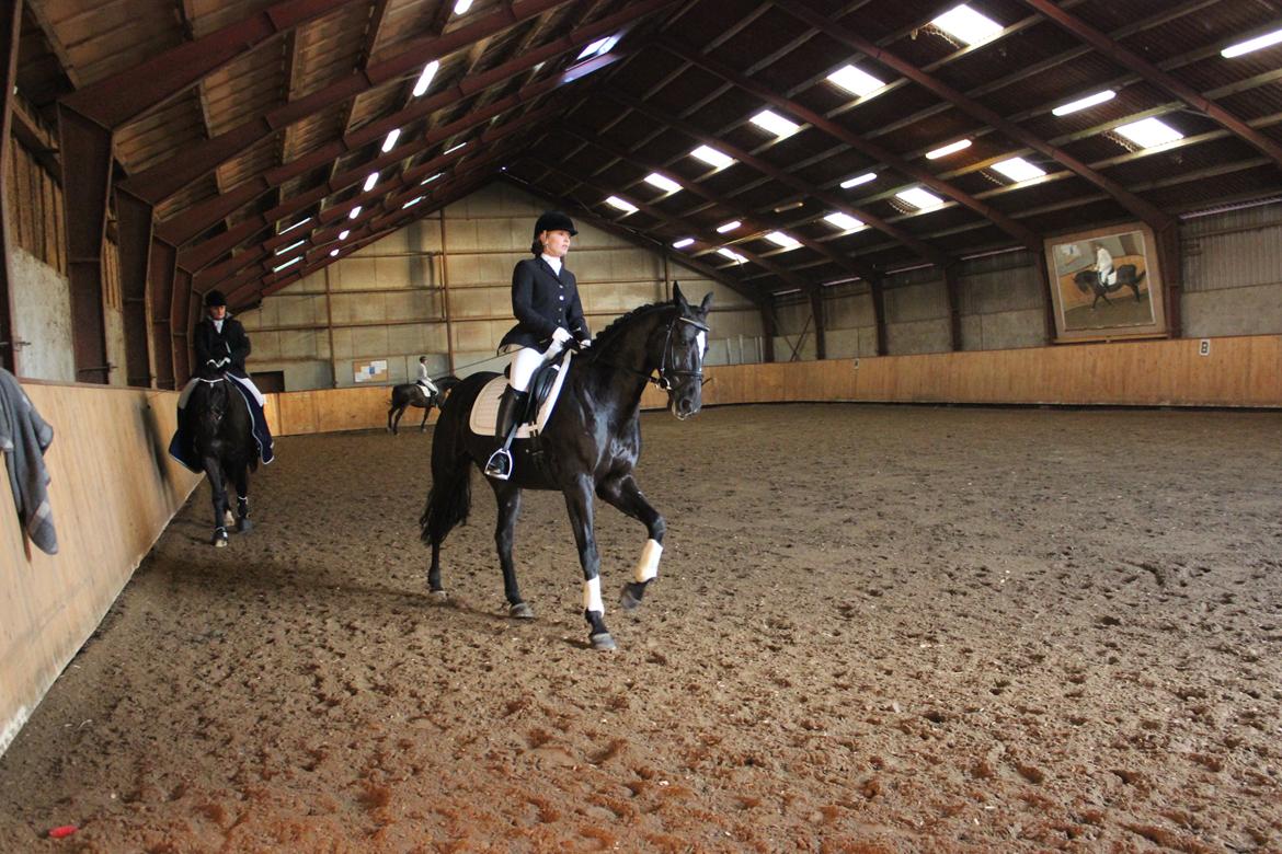 Dansk Varmblod jesti's Wanila billede 17