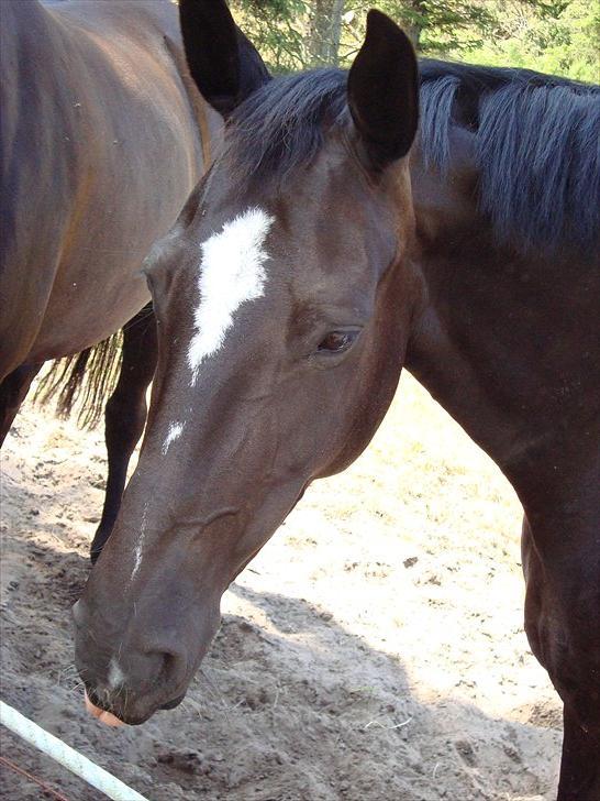 Dansk Varmblod jesti's Wanila billede 5