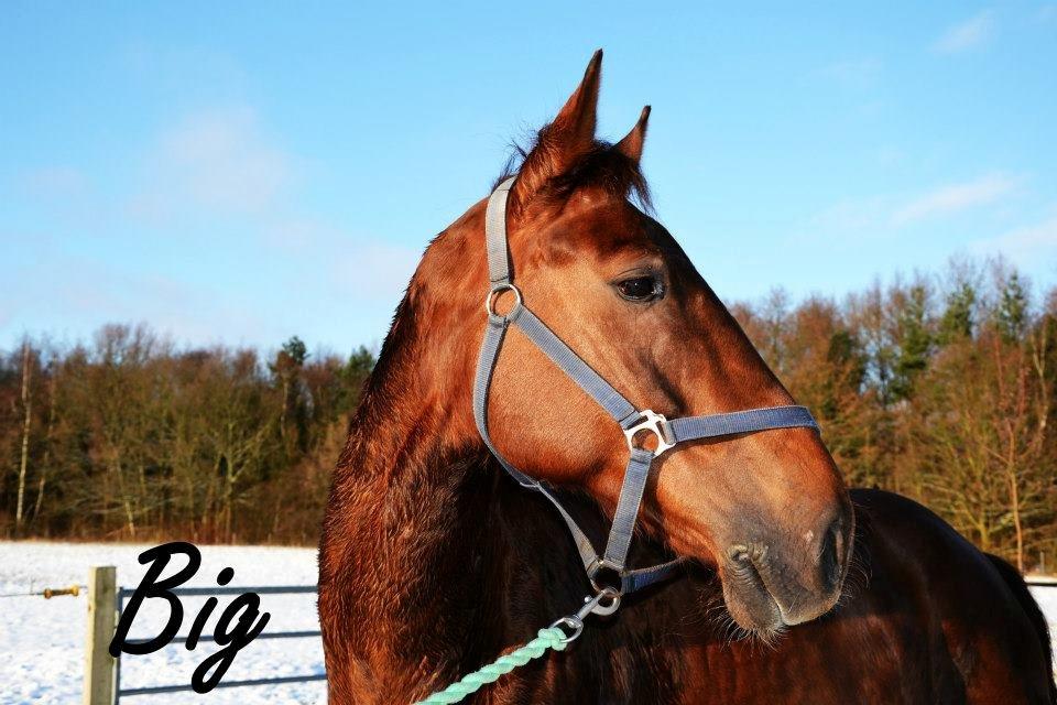 Anden særlig race Big Brother - Foto: Luna Palmgreen billede 14