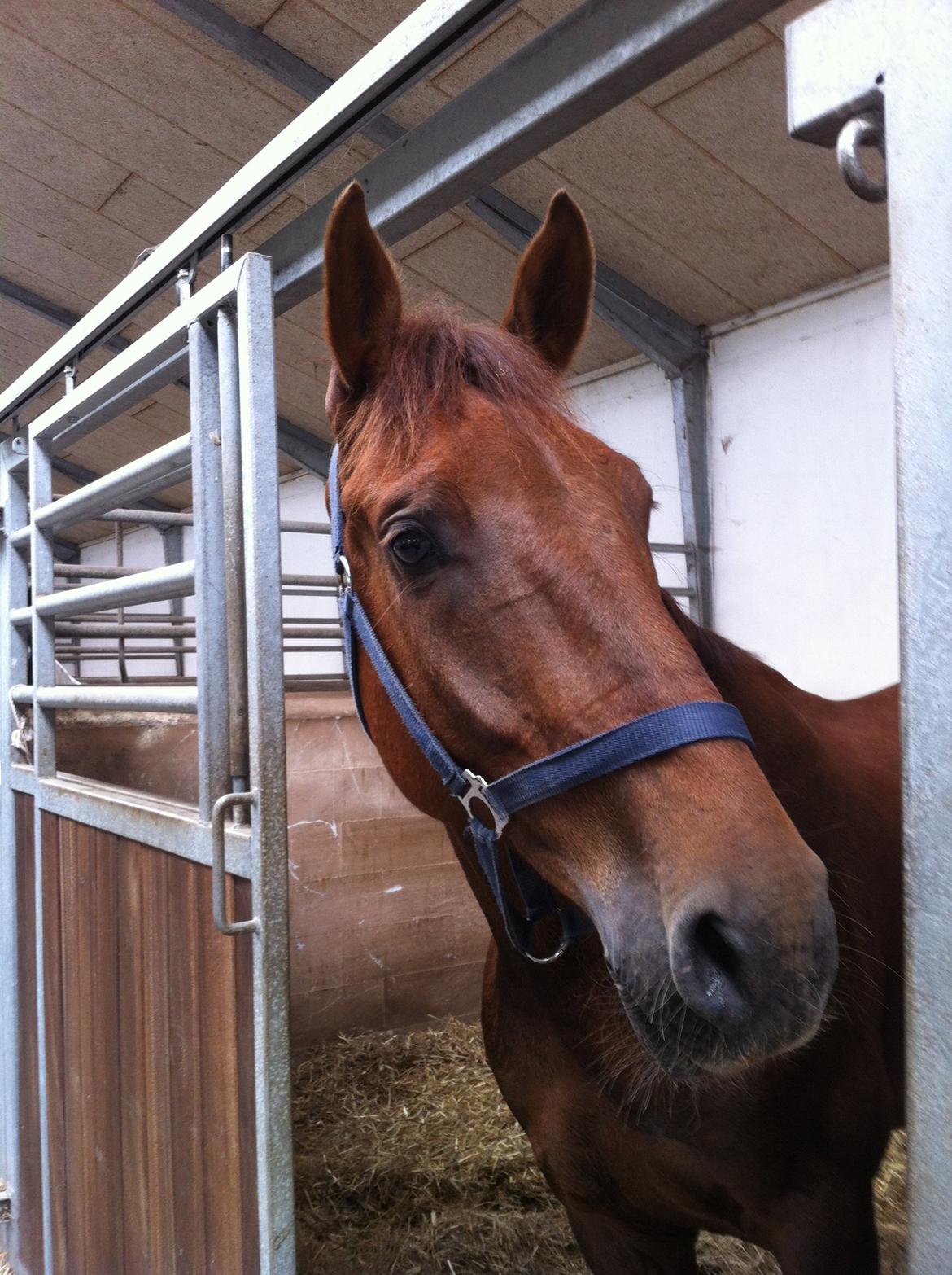 Anden særlig race Big Brother - Foto: Mig (Bettina Westh) billede 15