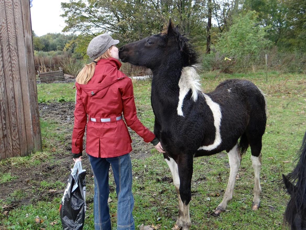 Paint ROCKYS FLYING COMET billede 8