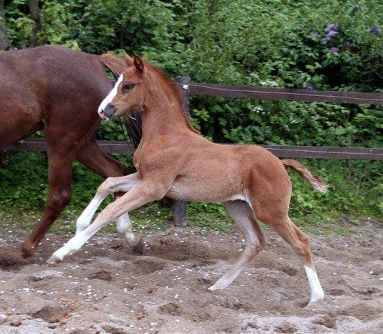 Dansk Varmblod Fetina - som føllebasse :-) billede 19