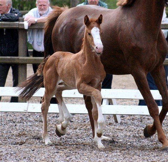 Dansk Varmblod Fetina - Skattepigen som føl :-) billede 8