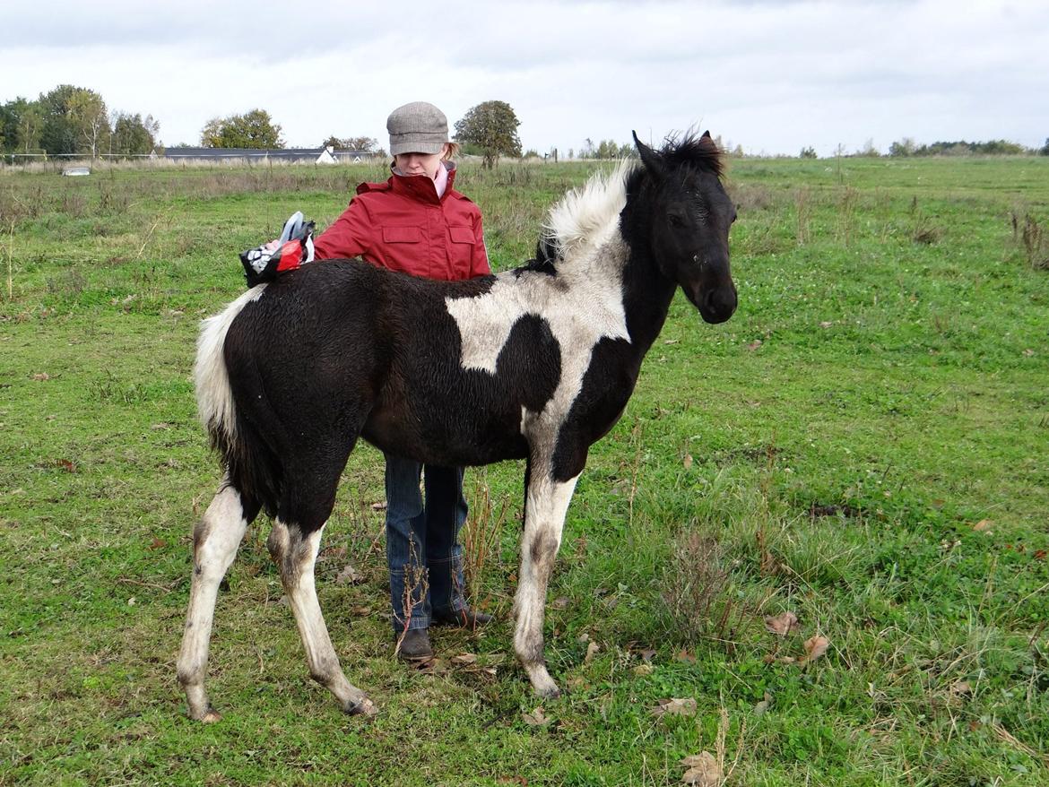 Paint ROCKYS FLYING COMET - Plastik er vi da ikke bange for. billede 11