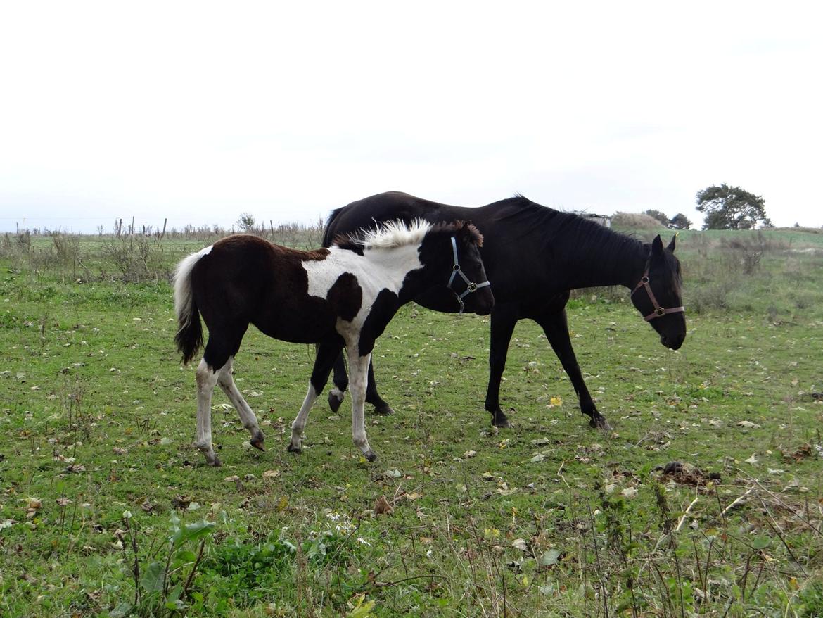 Paint ROCKYS FLYING COMET billede 12