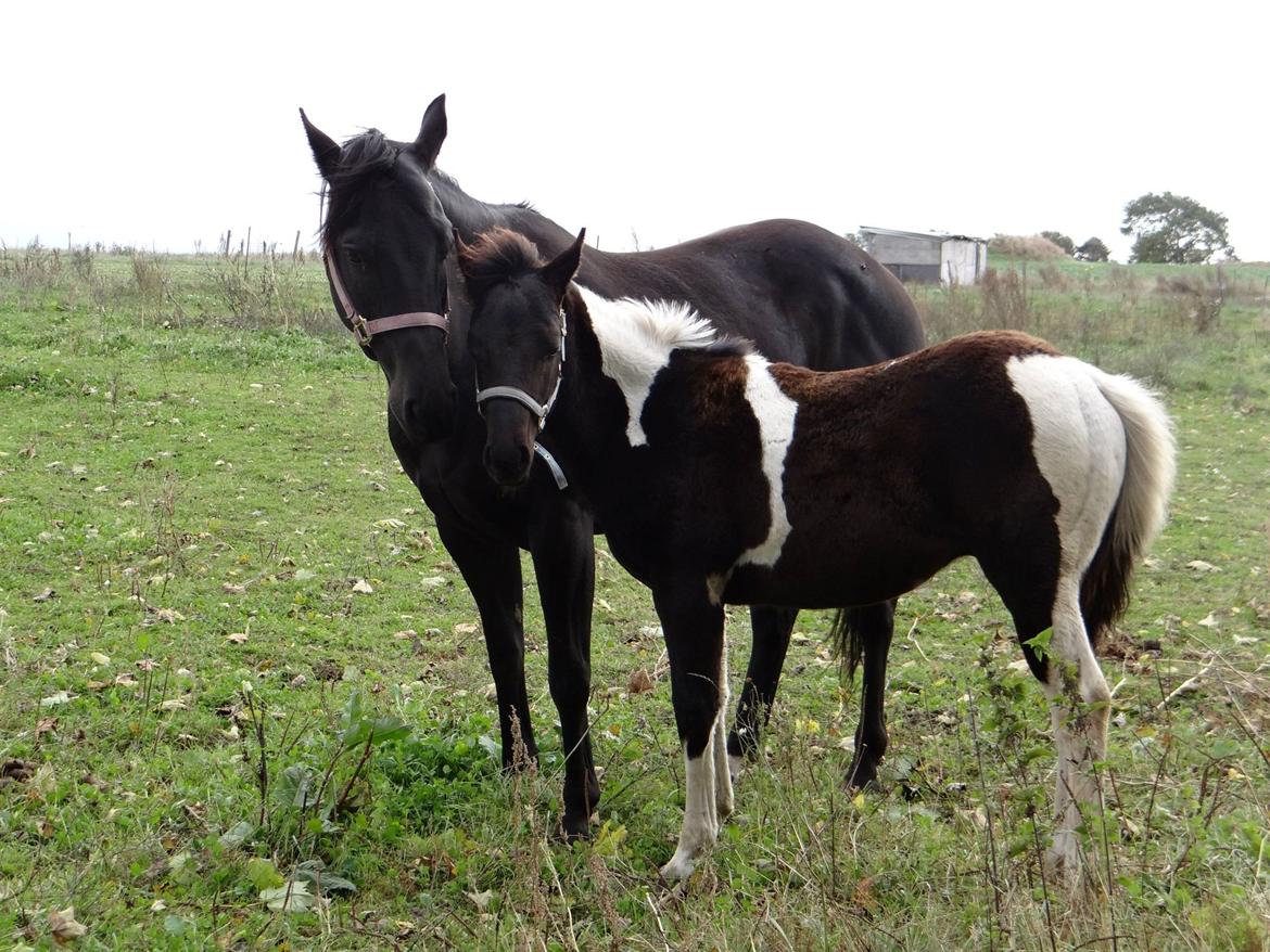 Paint ROCKYS FLYING COMET billede 14