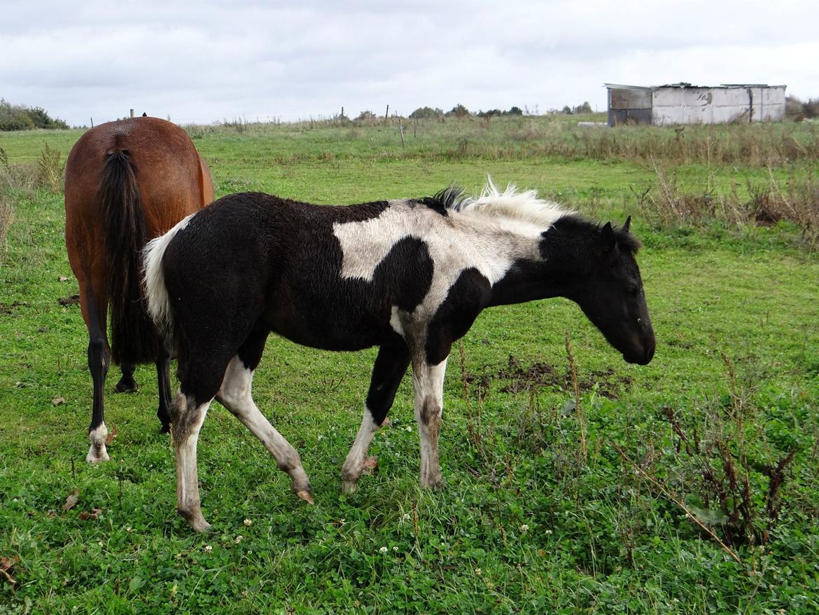 Paint ROCKYS FLYING COMET billede 7