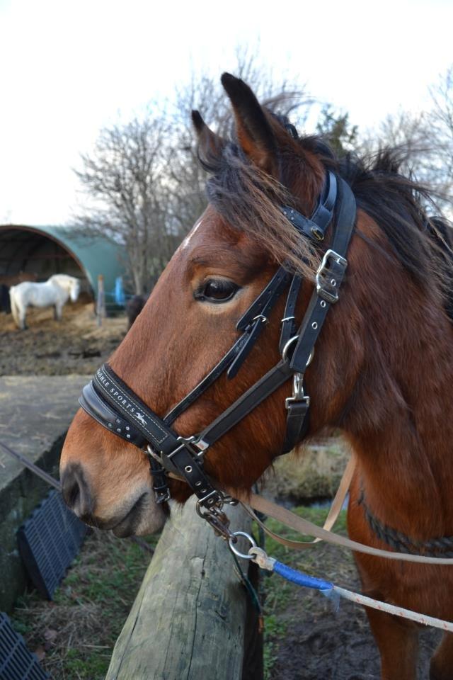 Anden særlig race Figaro - sød hest!
foto: bolette! billede 9