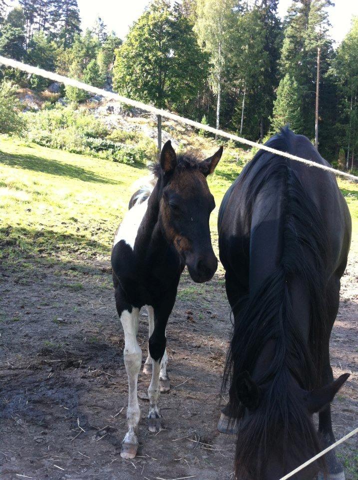 Paint ROCKYS FLYING COMET - Hickup sammen med mor i Norge billede 17