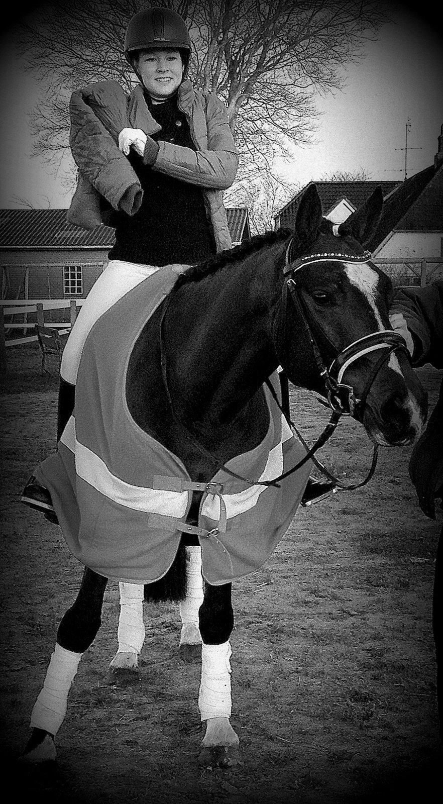 Dansk Varmblod Kronborgs Deco - HINGST billede 11