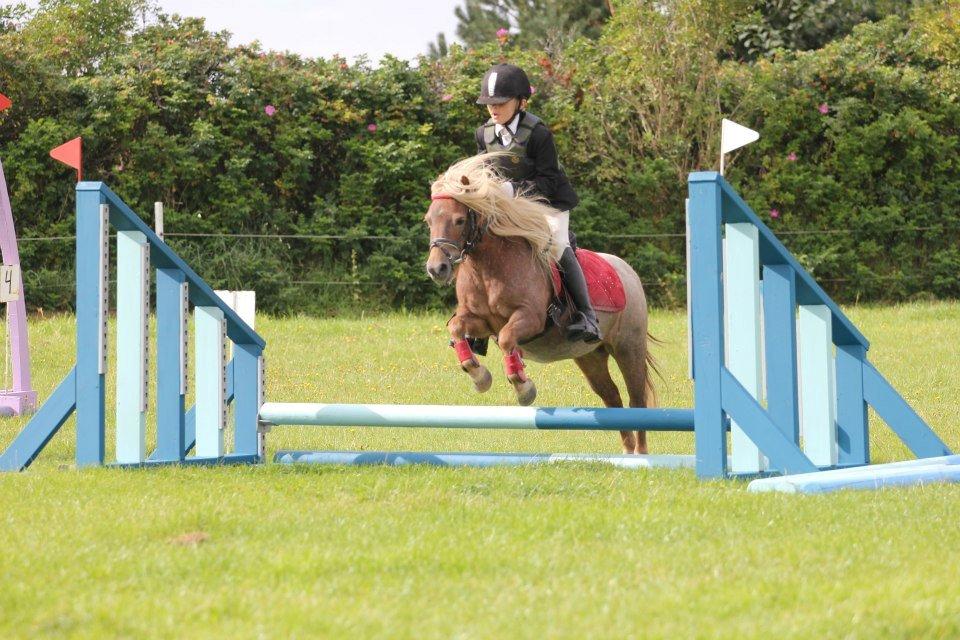 Shetlænder Fia <3 - Du er alt <3 - velkomen til min profil :D så springer vi :P (foto: MRH-bileder ) billede 1