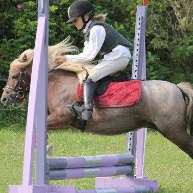 Shetlænder Fia <3 - Du er alt <3 - Spring stævne :P (foto: MRH-bileder ) billede 10