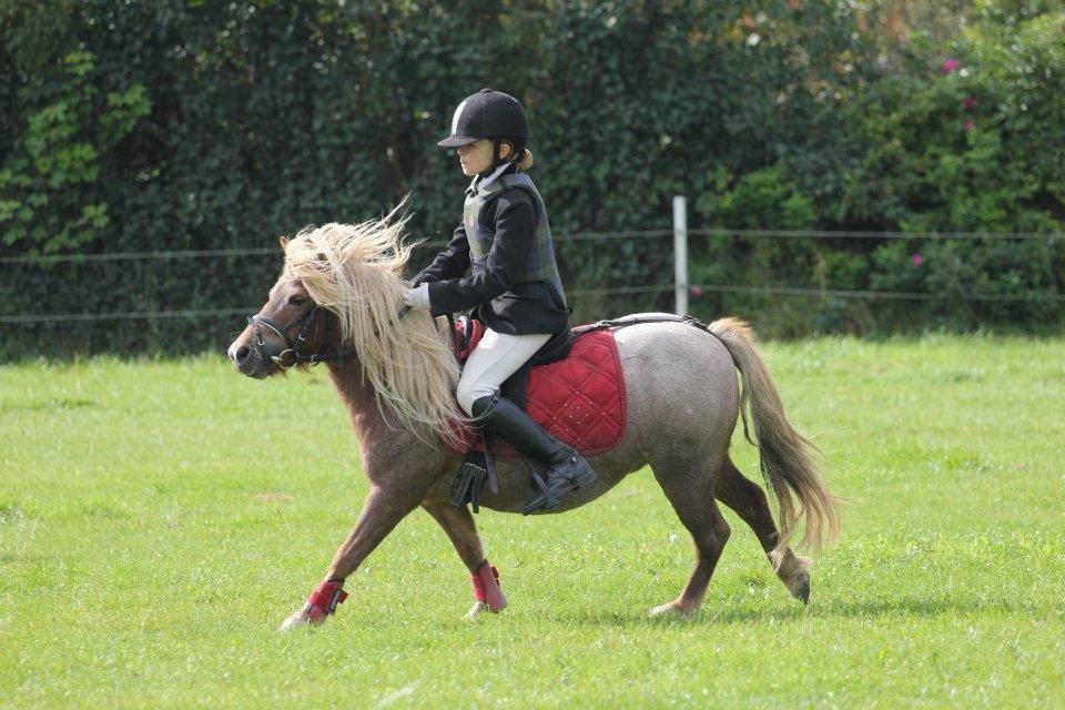 Shetlænder Fia <3 - Du er alt <3 - Spring stævne :) (foto: MRH-bileder ) billede 16