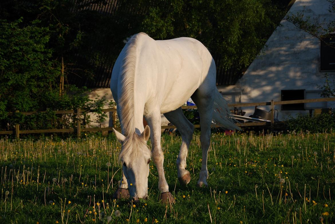 Irsk Sportspony Rahscanlon Lad  - White beauty - - ' Hvad er bedre end sommergræs?' :D billede 16