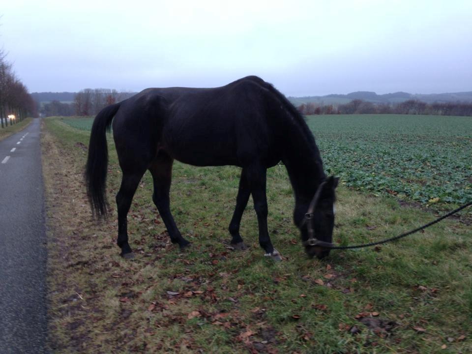 Traver Strong Box billede 7