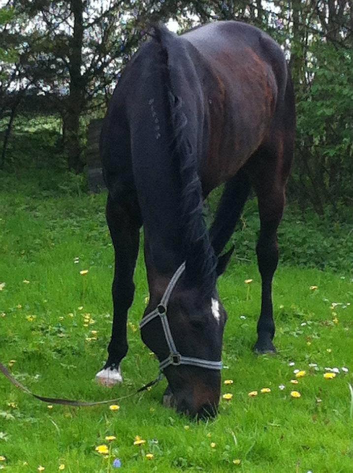 Traver Strong Box billede 10