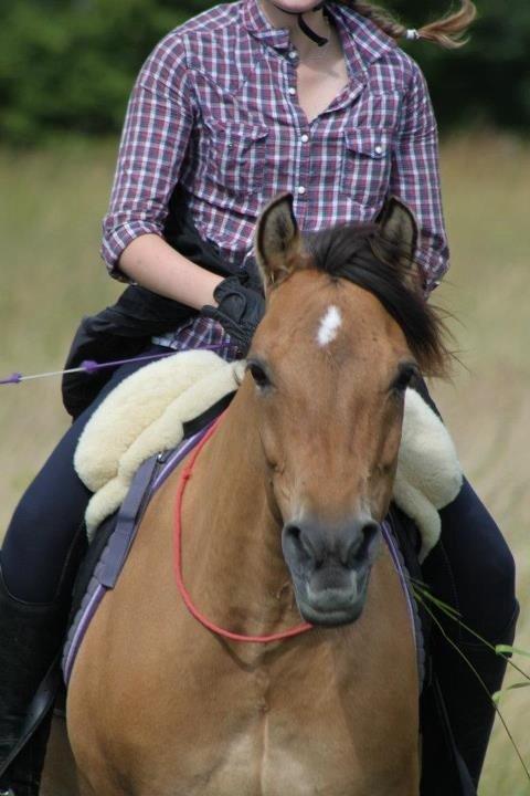 Anden særlig race Klakkebjergs la chevalle - Velkommen til Klakkebjergs La Chevalle's profil
<3 billede 1