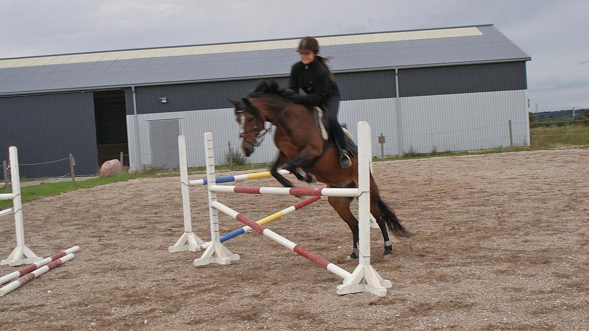 DSP | Elmelys Lady Ruwena billede 3