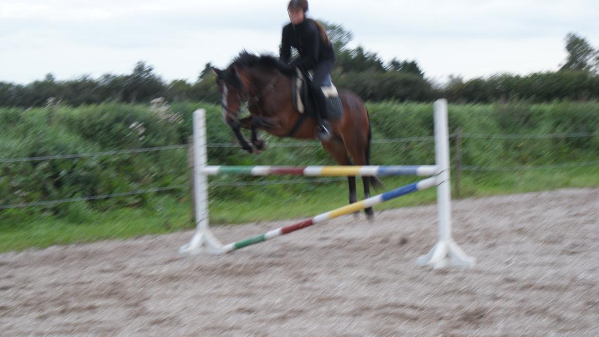 DSP | Elmelys Lady Ruwena billede 4