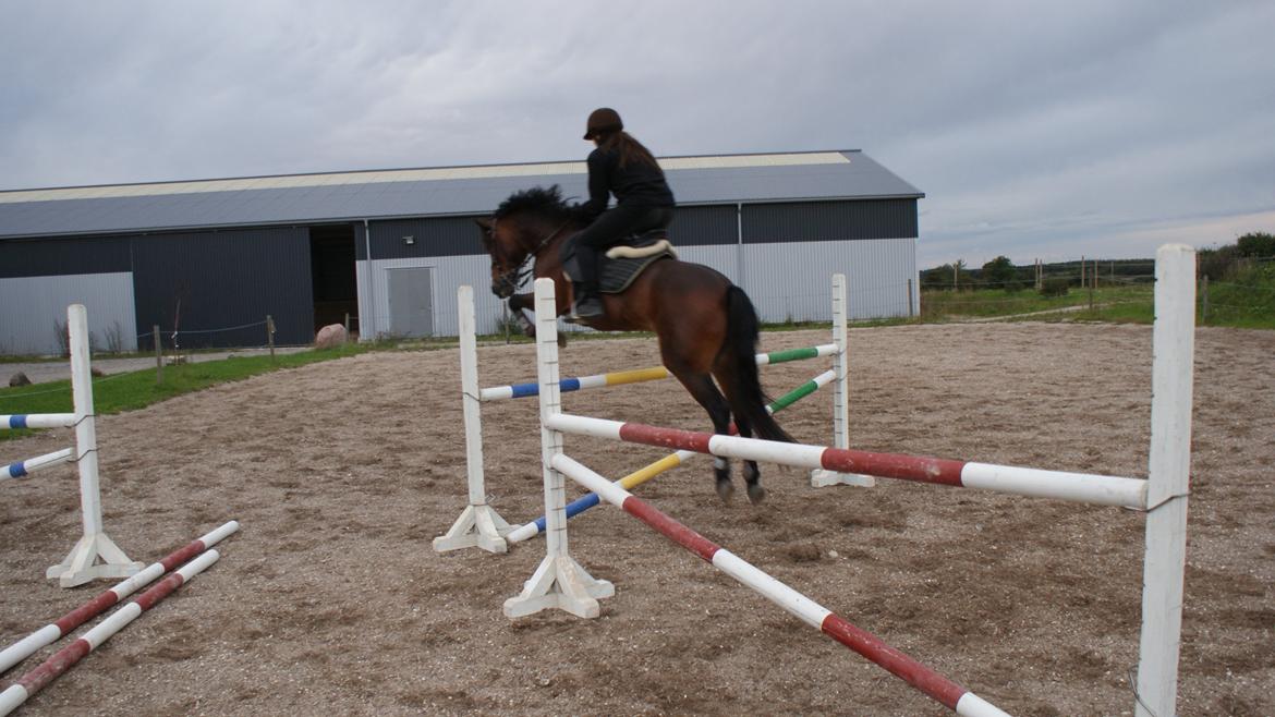 DSP | Elmelys Lady Ruwena billede 5