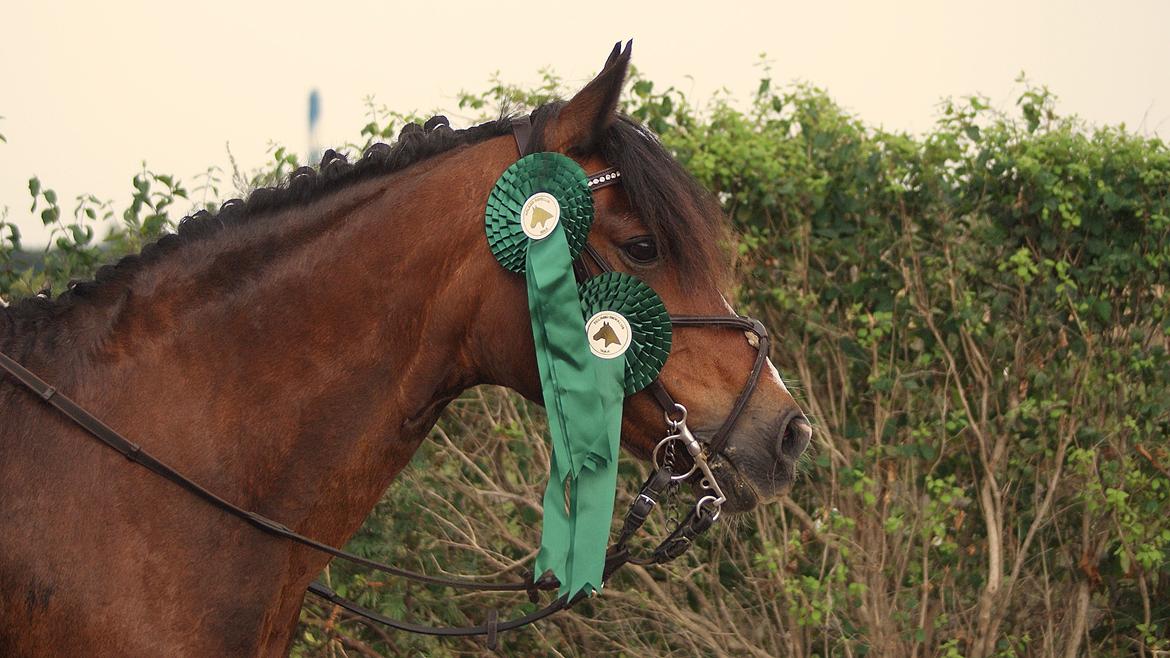 DSP | Elmelys Lady Ruwena - Velkommen til min smukke Ruwena's profil :) billede 1