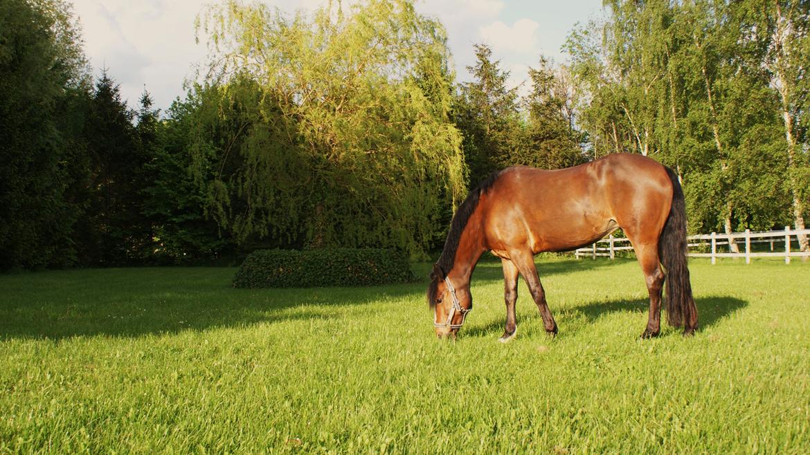 DSP | Elmelys Lady Ruwena billede 6