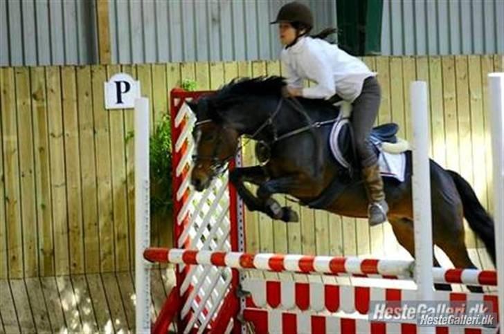 DSP | Elmelys Lady Ruwena billede 9