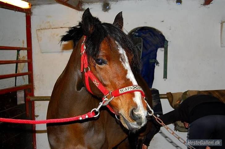 DSP | Elmelys Lady Ruwena billede 11