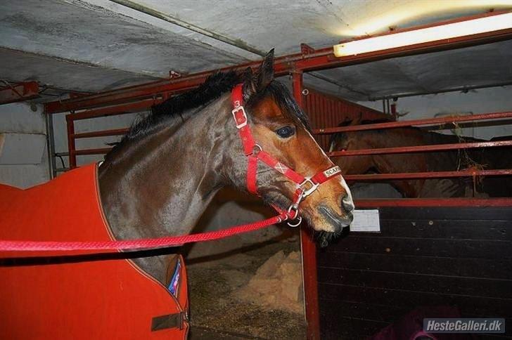 DSP | Elmelys Lady Ruwena billede 12