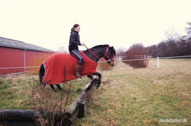 DSP | Elmelys Lady Ruwena billede 13