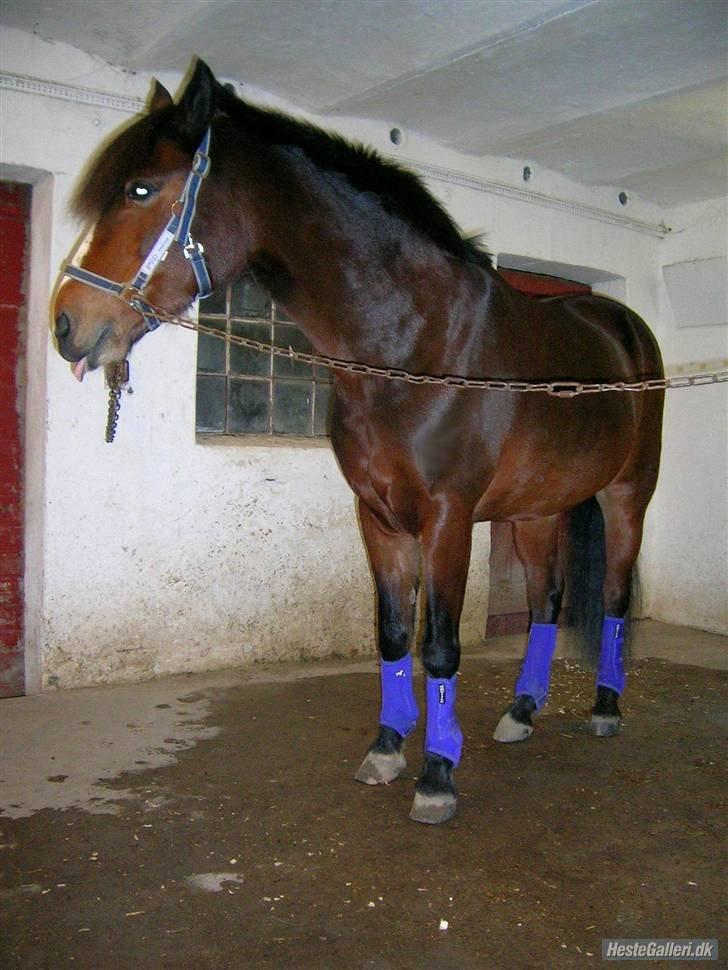 DSP | Elmelys Lady Ruwena billede 16