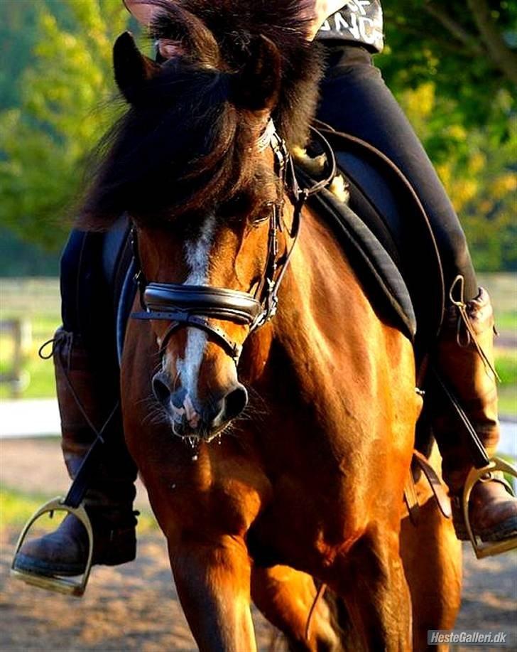 DSP | Elmelys Lady Ruwena billede 17