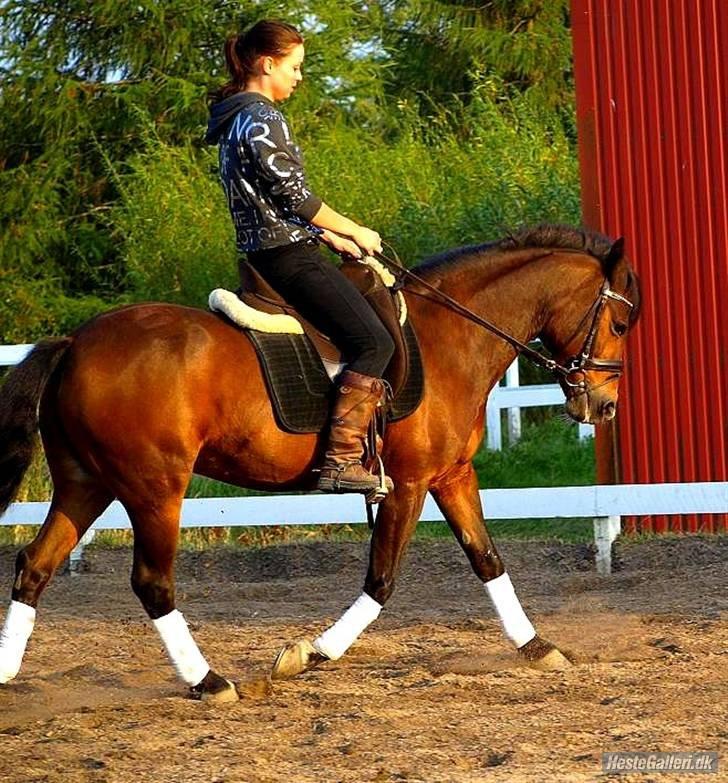 DSP | Elmelys Lady Ruwena billede 18