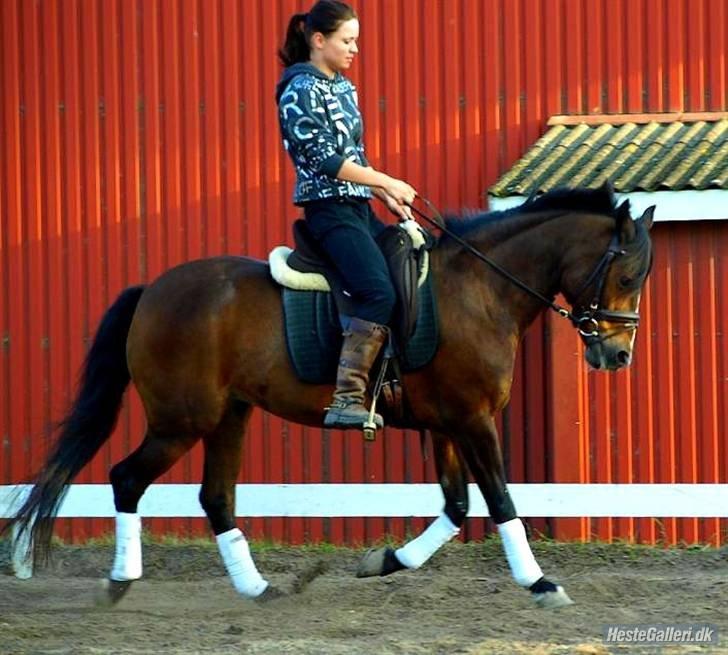 DSP | Elmelys Lady Ruwena billede 19