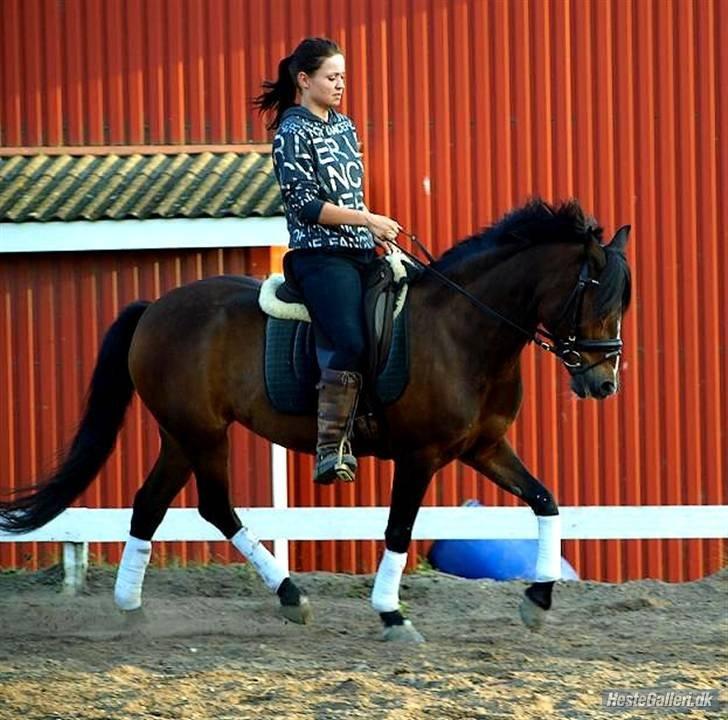 DSP | Elmelys Lady Ruwena billede 20