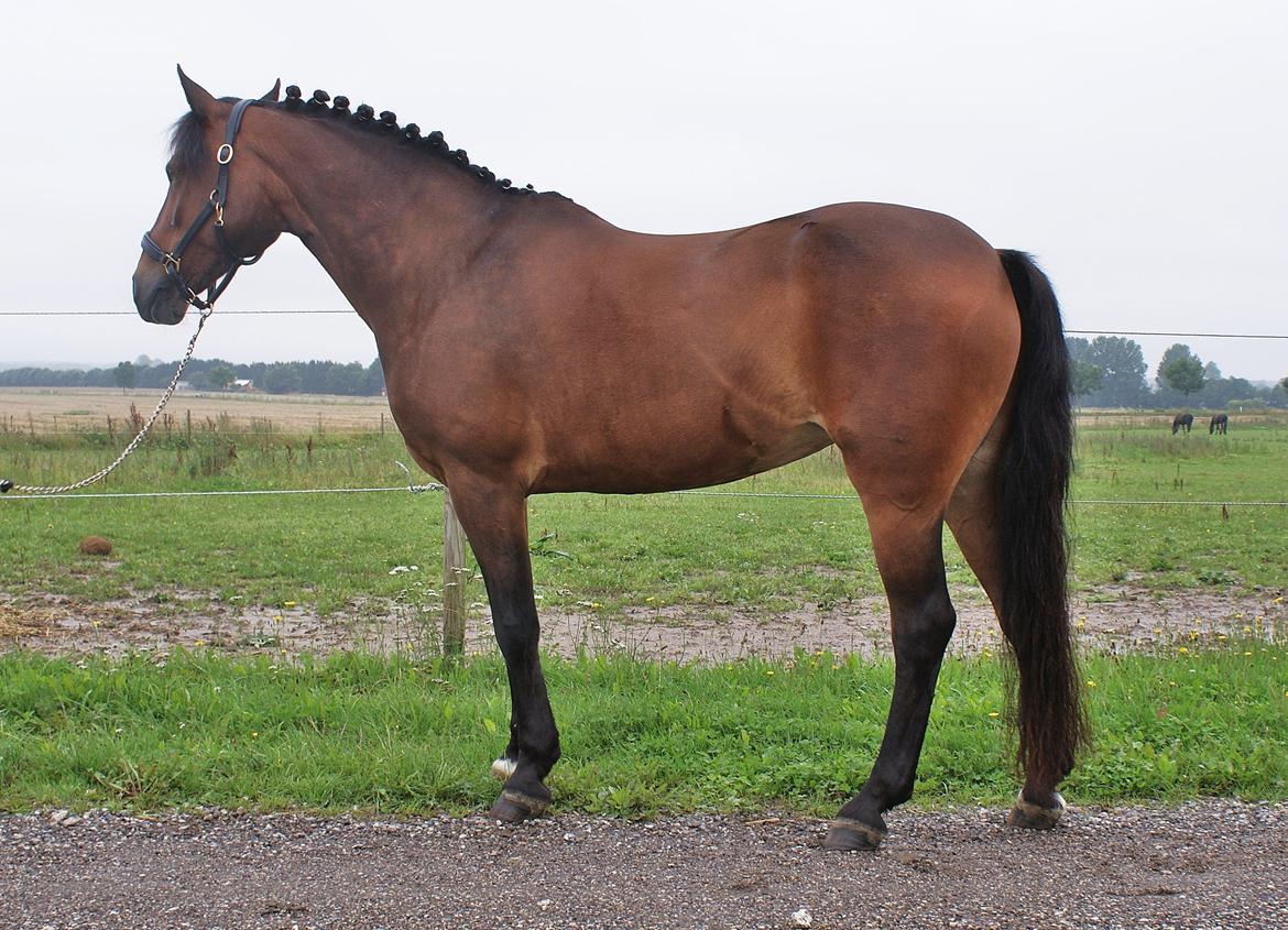 DSP | Elmelys Lady Ruwena billede 2