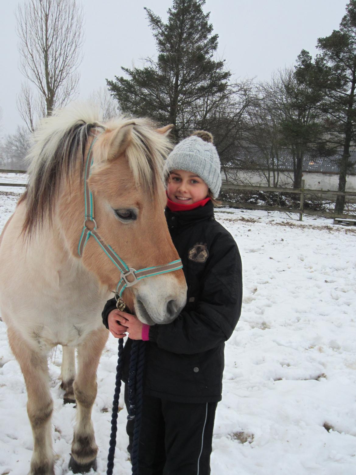 Fjordhest Tjalfe - Vinter 2012 med bamsen billede 8