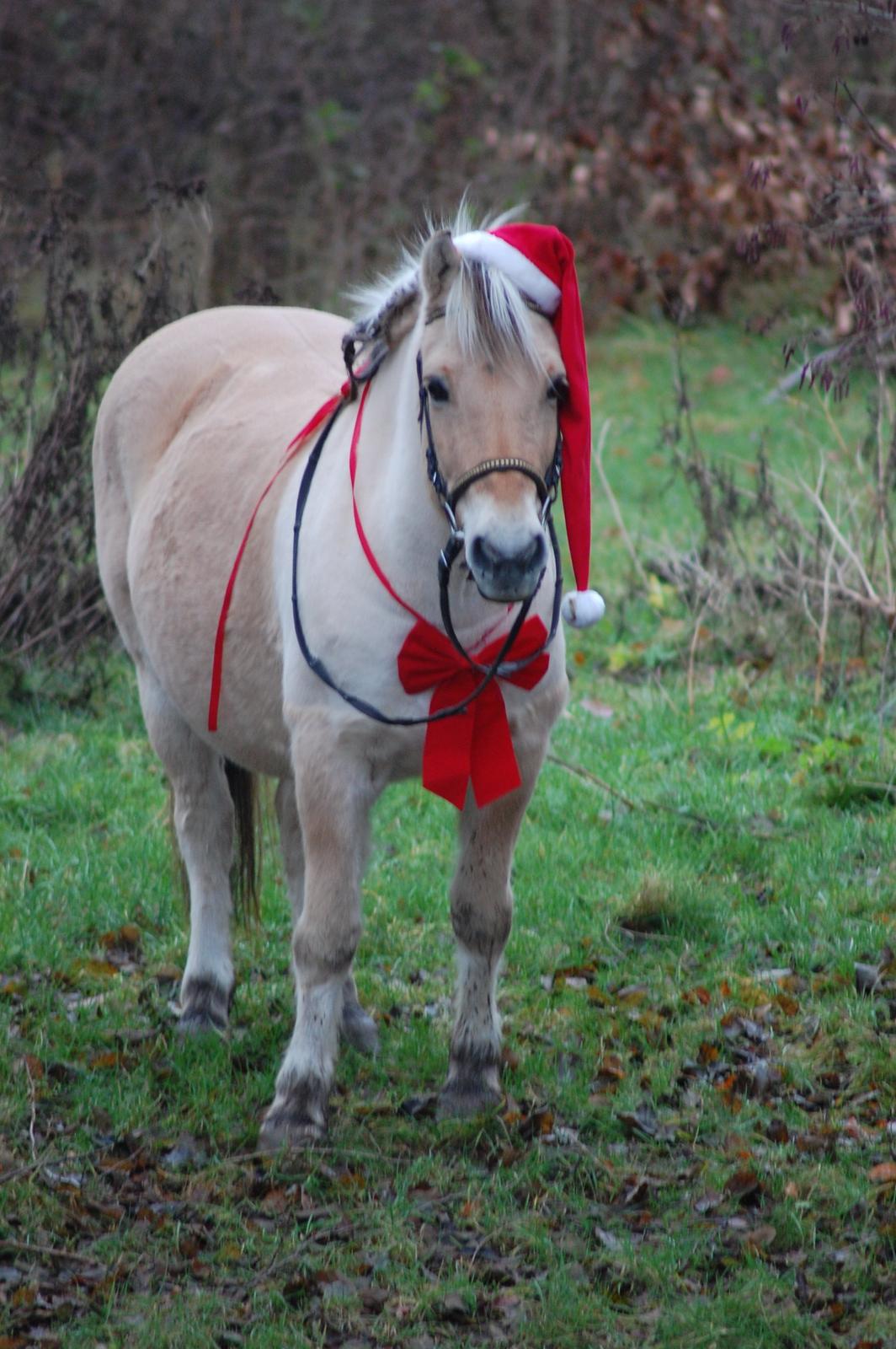Fjordhest Tjalfe billede 4