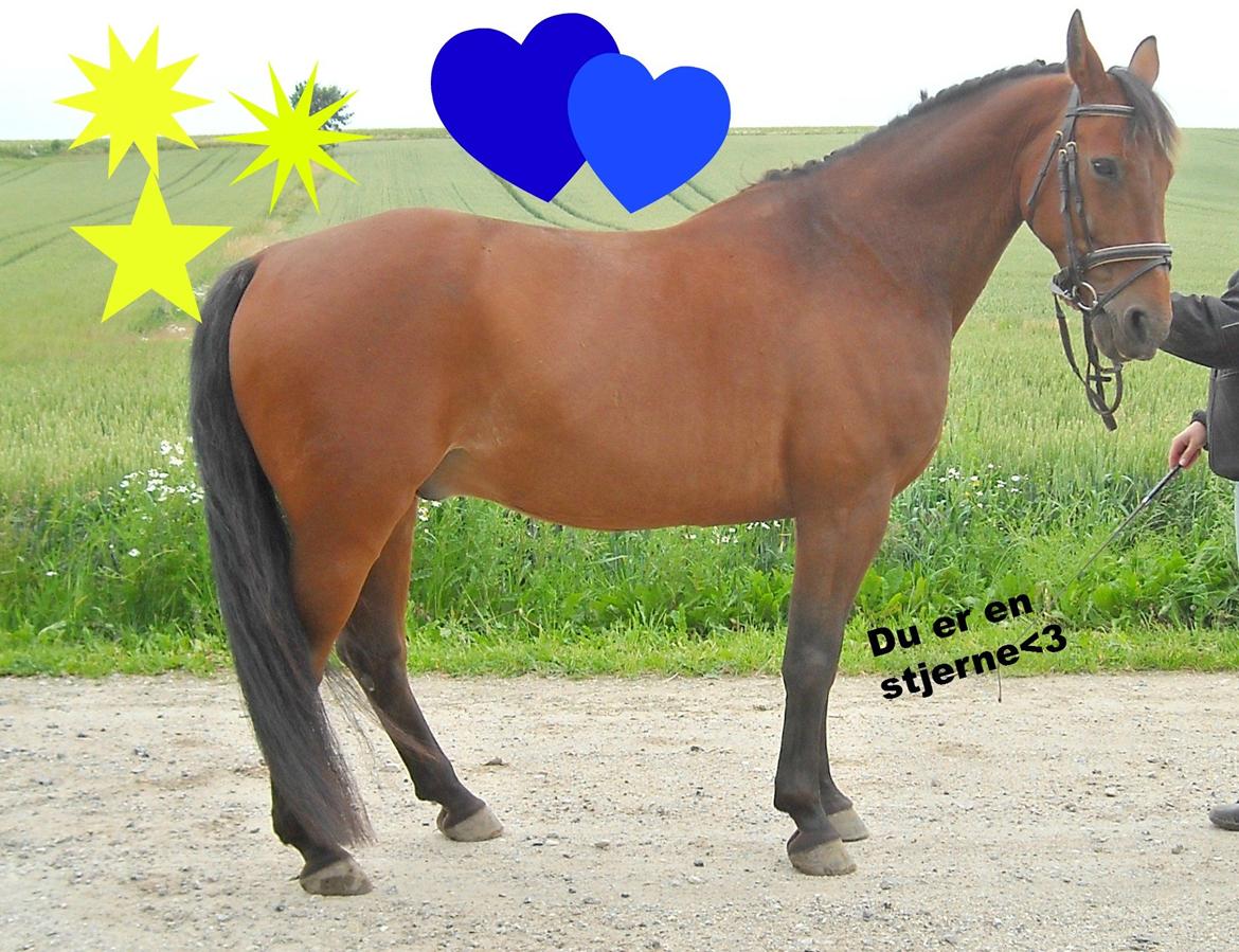 Dansk Varmblod Jackpot - SMUKKKE DRENG <3<3 billede 16