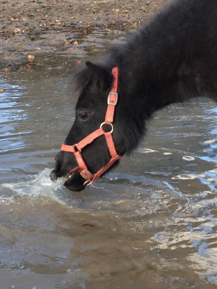 Shetlænder Mejse [Tidl. Passer] - Mejse drikker lidt vand :D billede 5