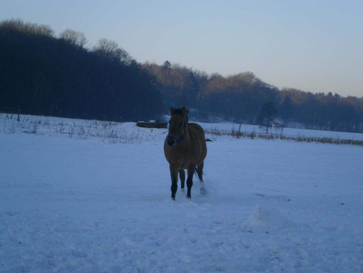 Anden særlig race Sweedy billede 8