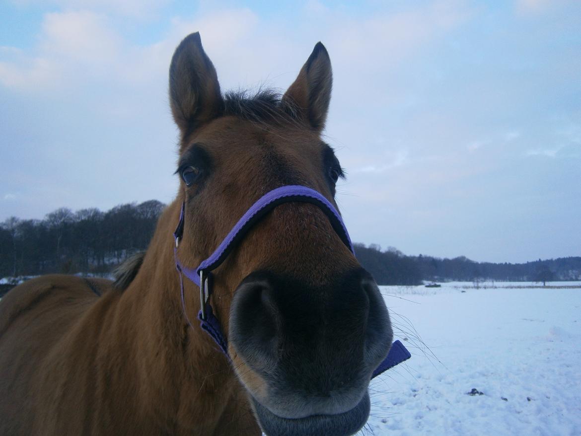 Anden særlig race Sweedy billede 5
