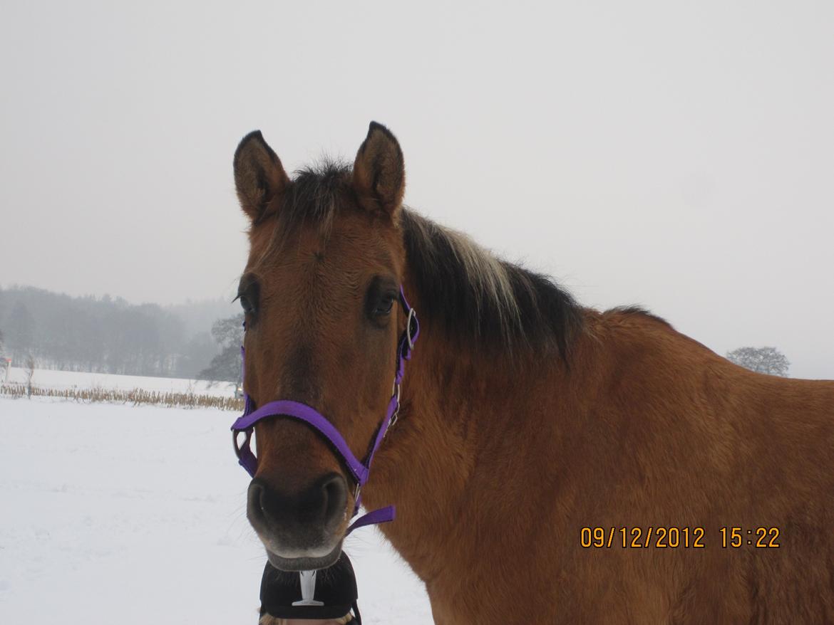Anden særlig race Sweedy billede 11