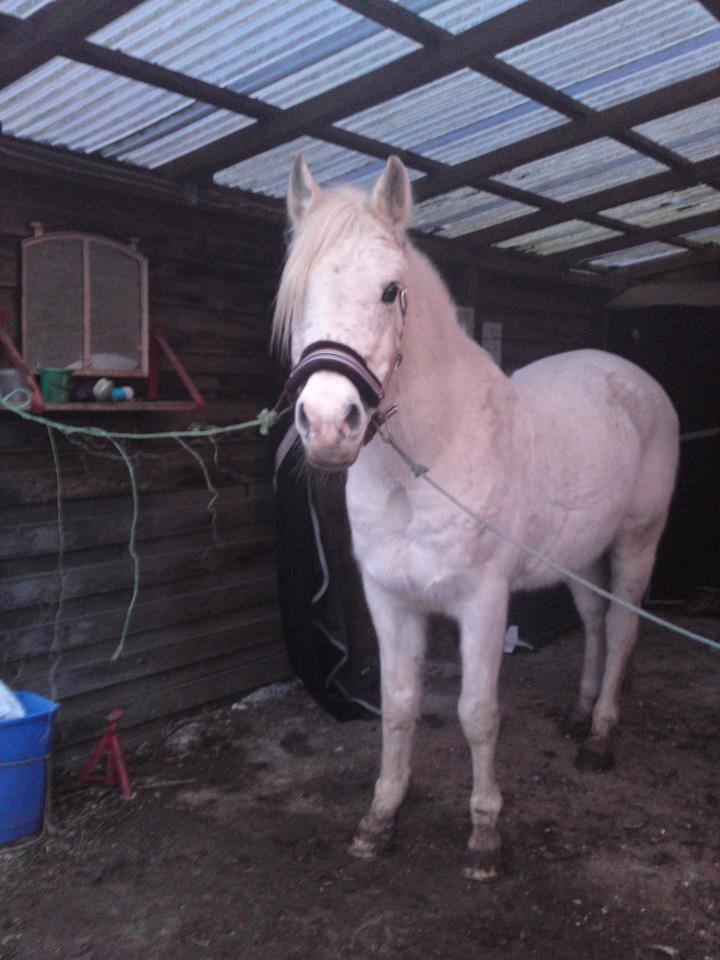 Arabisk fuldblod (OX) Mr M - Prinsen. billede 17