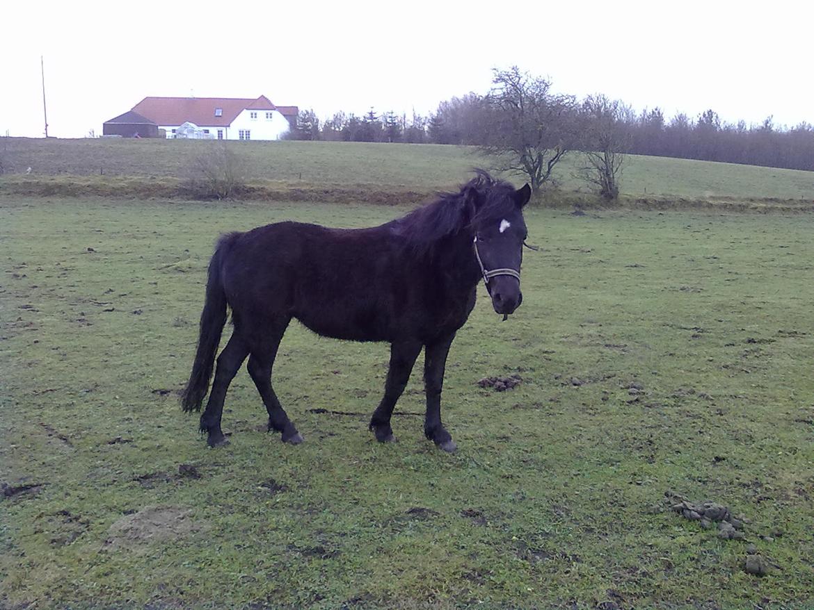 Anden særlig race cirkeline billede 14