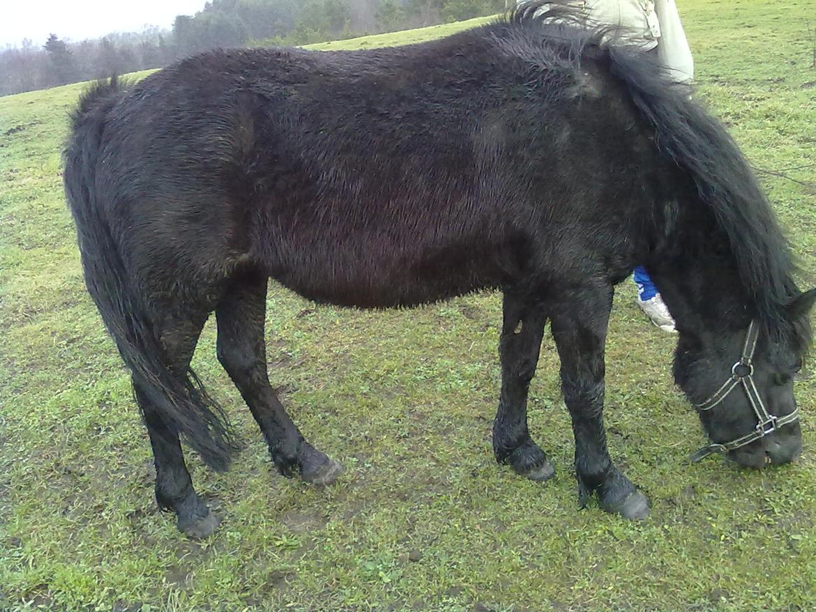 Anden særlig race cirkeline billede 16
