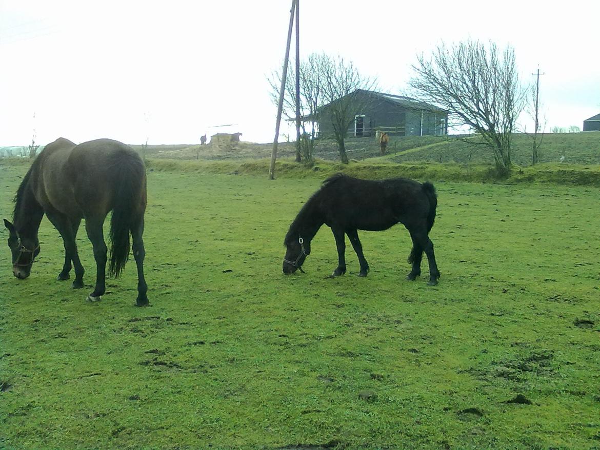 Anden særlig race cirkeline billede 17