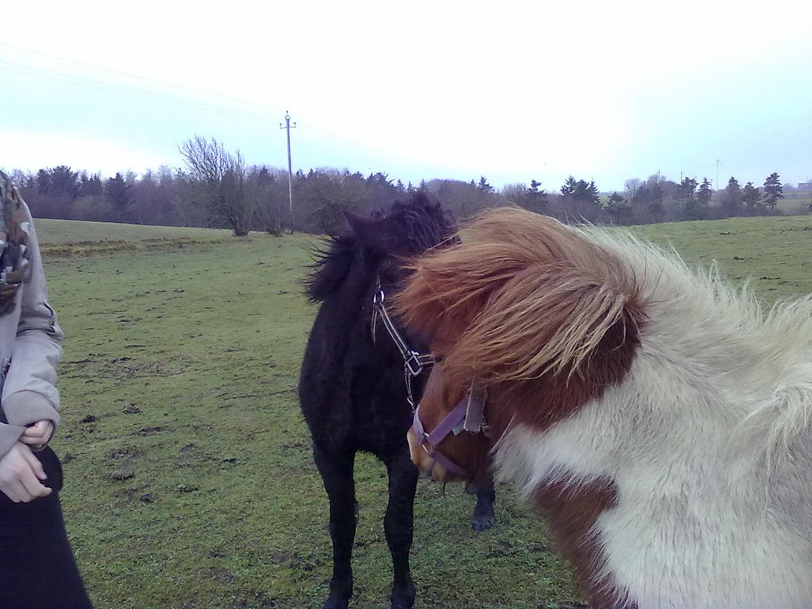 Anden særlig race cirkeline billede 18